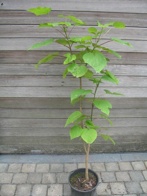 Catalpa, groene trompetboom, 1m55, Jardin & Terrasse, Plantes | Jardin, Enlèvement ou Envoi