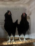 Jonge Araucana kriel, Dieren en Toebehoren, Pluimvee