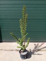 Lagerstroemia Tuscarora, Tuin en Terras, Planten | Tuinplanten, Ophalen, Zomer, Vaste plant, Volle zon