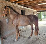 Gelders paard, Dieren en Toebehoren, Paarden, Merrie, Gechipt, M, 7 tot 10 jaar