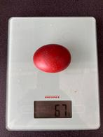 Marans hen - overjaars