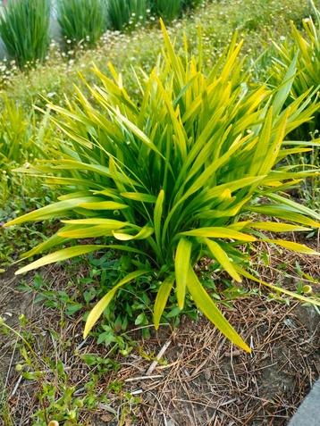 8 stuks Leliegras, Liriope Royal Purple  beschikbaar voor biedingen