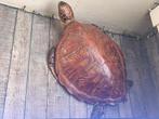 Deco schildpad, Antiek en Kunst, Ophalen