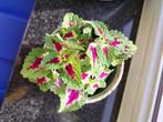 Coleus siernetel, Huis en Inrichting, Kamerplanten, Ophalen, Overige soorten, Minder dan 100 cm, Volle zon