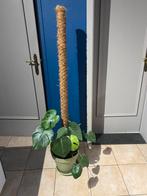 Jonge Monstera plant met mosstok, Enlèvement, Autres espèces