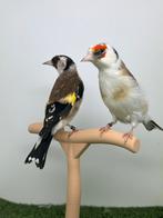 distelvink, Dieren en Toebehoren