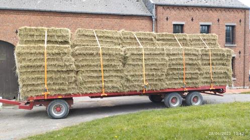 Foin a vendre  récolte   2023  ballots 80 × 50 × 200, Dieren en Toebehoren, Dierenvoeding