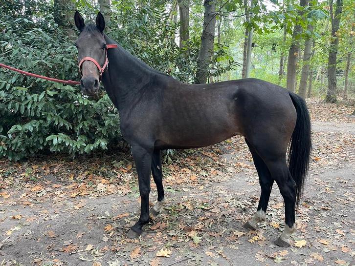 5 jarige merrie, Dieren en Toebehoren, Paarden, Merrie, Zadelmak