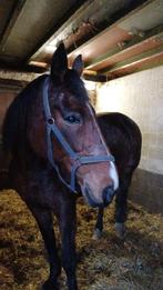 Zeer brave draver, Jument