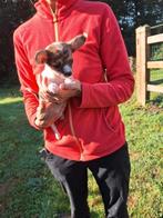 Chihuahua pups, Dieren en Toebehoren, Honden | Chihuahua's en Gezelschapshonden, België, CDV (hondenziekte), 8 tot 15 weken, Meerdere