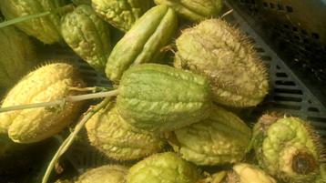 chayote  beschikbaar voor biedingen