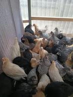 œufs bleus à la crème, legbar, 100% poules, Animaux & Accessoires, Poule ou poulet, Femelle