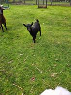 dwerggeit, Dieren en Toebehoren, Vrouwelijk, Geit, 0 tot 2 jaar