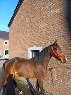 Hongre, Animaux & Accessoires, Chevaux, Hongre, Débourré, Avec pedigree, 160 à 165 cm