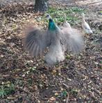 Pauwhaan van bijna 5 maanden te koop, Dieren en Toebehoren, Mannelijk, Overige soorten