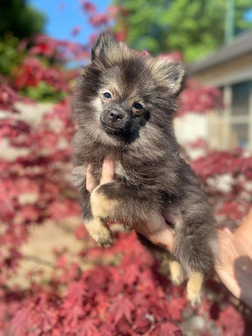 Nog 2 prachtige boy’s zoeken asap een nieuw huisje, Dieren en Toebehoren, Honden | Chihuahua's en Gezelschapshonden, Meerdere dieren