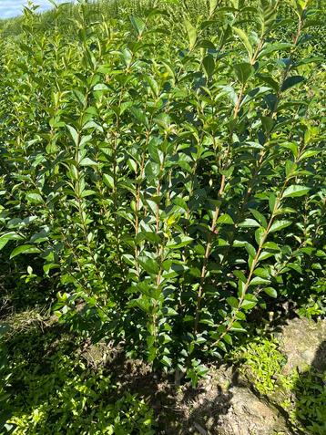 Haagplanten,liguster ovalifolium, Enlèvement ou Envoi, Troène