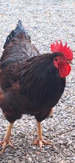 Rhode island red haantje, Poule ou poulet, Mâle