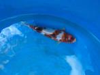 Koromo koi, Dieren en Toebehoren, Vissen | Vijvervissen, Karper of Koi