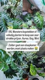 Monstera large form variegata, Huis en Inrichting, Kamerplanten, Ophalen