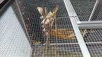 Zebravinken, Dieren en Toebehoren, Vogels | Kanaries