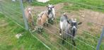 4 geitjes, Dieren en Toebehoren