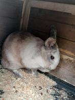 dwergkonijn voedster te koop 5€, Dieren en Toebehoren, Konijnen