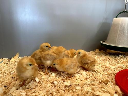 New Hampshire groot kuikens, hennetjes, gesekst en ingeënt, Dieren en Toebehoren, Pluimvee, Kip, Vrouwelijk