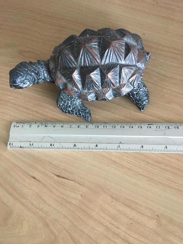 Collectie schildpadden beschikbaar voor biedingen