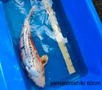 Koi Yamatonishiki 60 cm te koop, Dieren en Toebehoren, Vissen | Vijvervissen, Karper of Koi