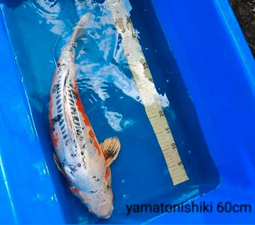 Koi Yamatonishiki 60 cm à vendre, Animaux & Accessoires, Poissons | Poissons d'étang, Carpe ou Koï