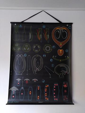 Affiche : van zaad tot ei beschikbaar voor biedingen