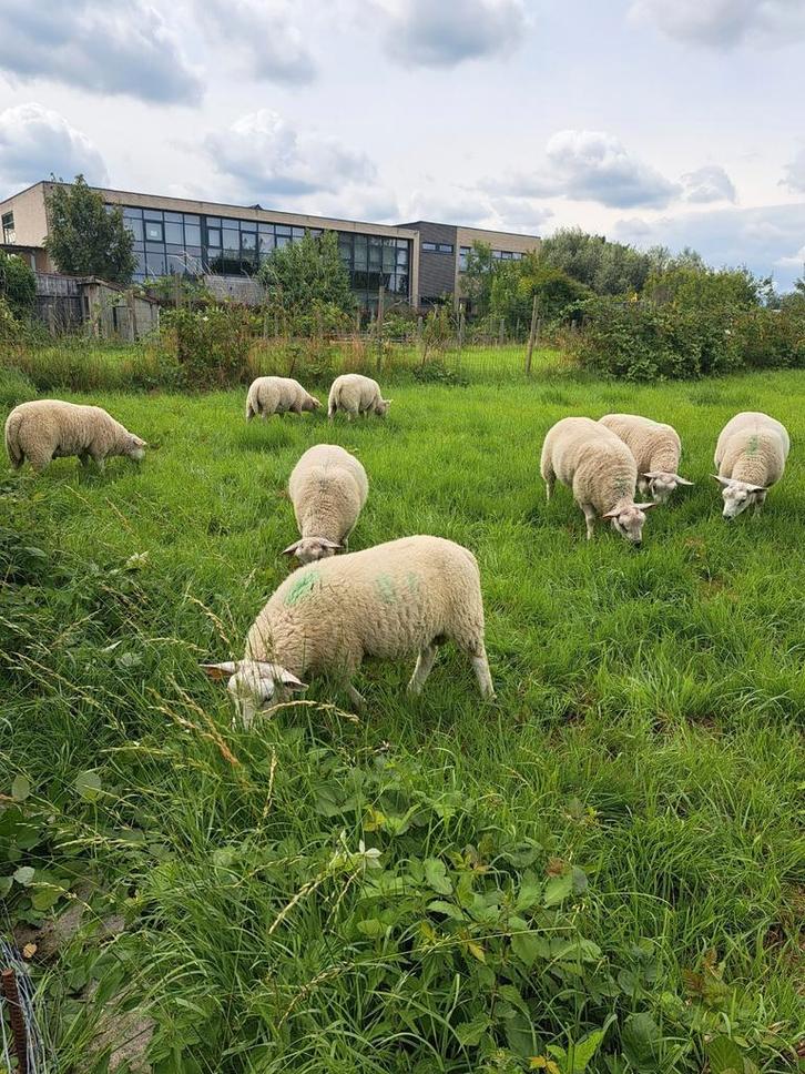 Bokken 2025 te koop, Dieren en Toebehoren, Schapen, Geiten en Varkens