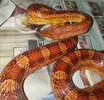 Gratis Korenslang Man +- 4 jaar 170cm + opt. terrarium 120cm, Dieren en Toebehoren, Slang, Met terrarium, 3 tot 6 jaar