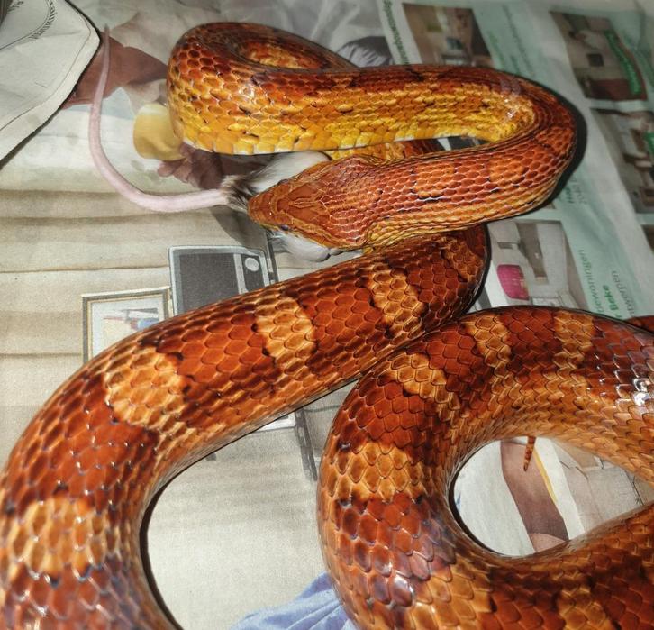 Gratis Korenslang Man +- 4 jaar 170cm + opt. terrarium 120cm, Dieren en Toebehoren, Reptielen en Amfibieën, Slang, 3 tot 6 jaar