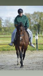 verzorgpaard/ halve stal gezocht., Plusieurs animaux, Cheval de saut