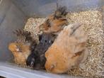 Cochin kriel henntjes kuikens (10 per stuk
