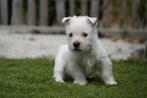 Chiots West Highland White Terrier (chiots Westie), Animaux & Accessoires, Chiens | Jack Russell & Terriers, Autres races, Plusieurs