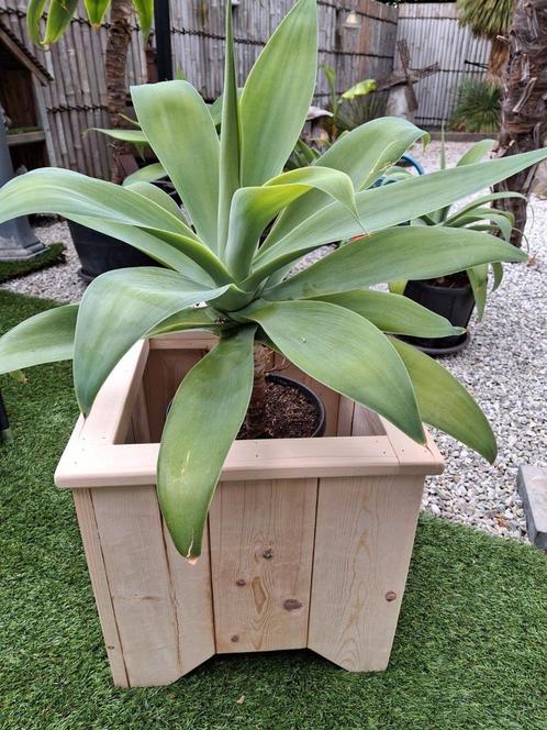 Nieuwe stevige houten plantenbak,agave´s ook te koop, Tuin en Terras, Bloembakken en Plantenbakken, Binnen, Ophalen
