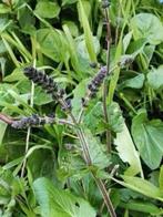 Grotere potten salvia verticillata, vanaf 2 euro, Jardin & Terrasse, Plantes | Jardin, Autres espèces, Plein soleil, Été, Enlèvement