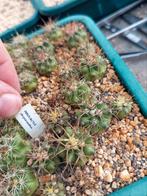 cactus Ferocactus chrysacanthus, Tuin en Terras, Ophalen of Verzenden