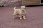 Prachtige Goldendoodle pups (golden retriever x poedel), Dieren en Toebehoren, CDV (hondenziekte), Meerdere, 8 tot 15 weken, Meerdere dieren