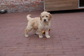 Beaux chiots Goldendoodle (golden retriever x caniche)