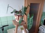 Philodendron groene kamerplant, Huis en Inrichting, Kamerplanten, Overige soorten, Minder dan 100 cm, Halfschaduw, In pot