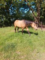 Mooie 4 jarige buckskin merrie Paint, Dieren en Toebehoren, Paarden, Merrie, Zadelmak