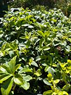 Vaste planten, vers van de kweker!, Tuin en Terras, Planten | Tuinplanten, Ophalen, Bodembedekkers, Vaste plant, Halfschaduw