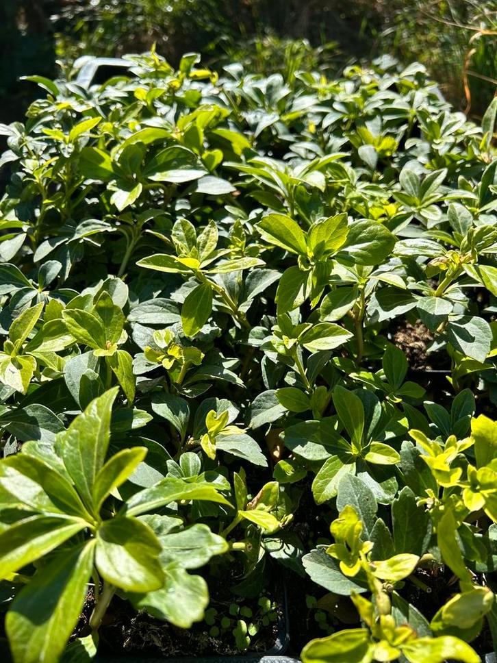 Vaste planten, vers van de kweker!, Tuin en Terras, Planten | Tuinplanten, Vaste plant, Bodembedekkers, Halfschaduw, Zomer, Ophalen