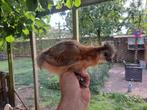 Hennen zijdehoenders, Dieren en Toebehoren, Pluimvee, Vrouwelijk, Kip