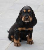 Chiot Cocker anglais, Chien (mâle), Belgique, 8 à 15 semaines, Éleveur | Professionnel