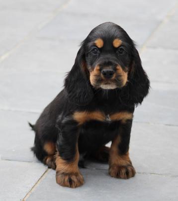 Chiot Cocker anglais, Chien (mâle), Belgique, 8 à 15 semaines, Éleveur | Professionnel